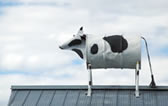 Our mascot tin cow on the roof