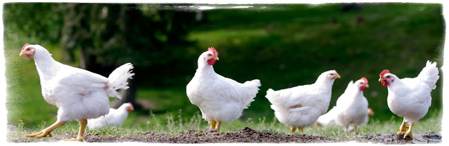 Free range natural raised chicken