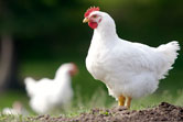 Free range chickens Free range chickens for sale in kamloops