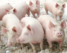 natural pork, beef, lamb and bison meat for sale