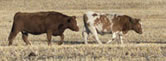 Organic retail meat in Kamloops